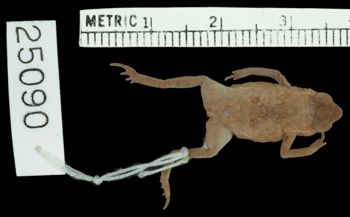 Media type: image;   Herpetology R-25090 Aspect: dorsal